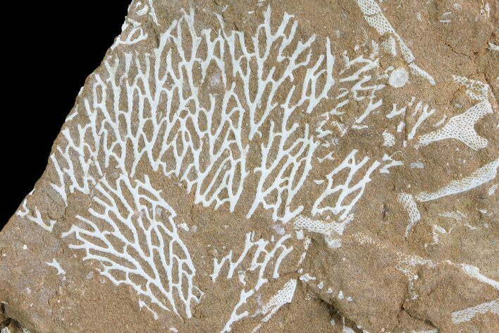 Ordovician Bryozoans (Chasmatopora) Plate - Estonia #73465